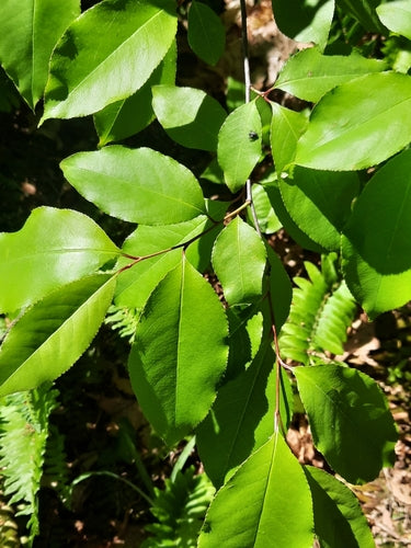 Steinobstbaum (Gattung) — Bild 4