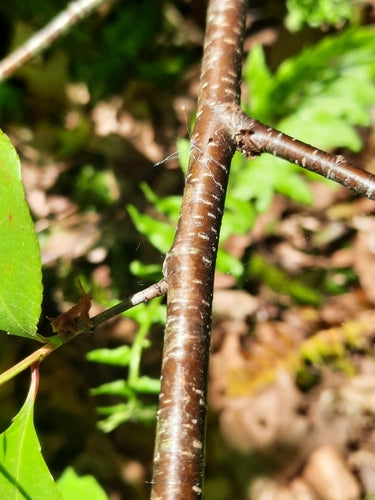 Steinobstbaum (Gattung) — Bild 3
