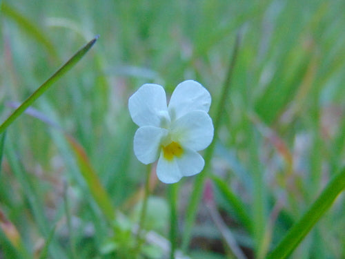 Stiefmuetterchen — Bild 4