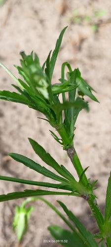Stiefmuetterchen — Bild 3