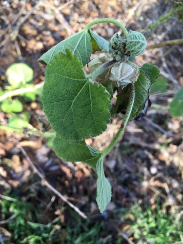 Stockrosen — Bild 3