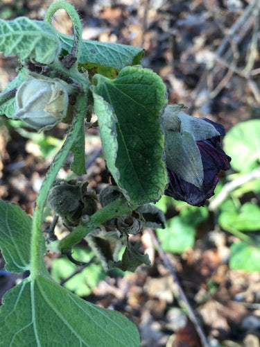 Stockrosen — Bild 4