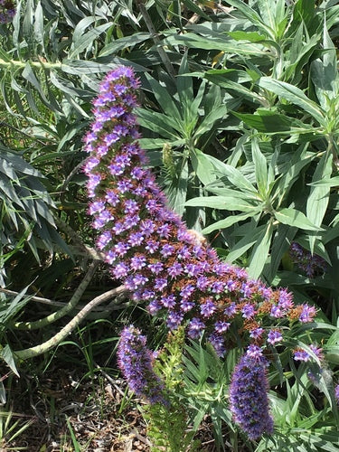 Stolz von Madeira — Bild 5
