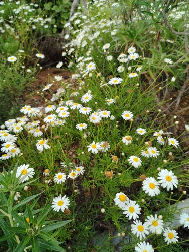 Strauchmargerite — Bild 5