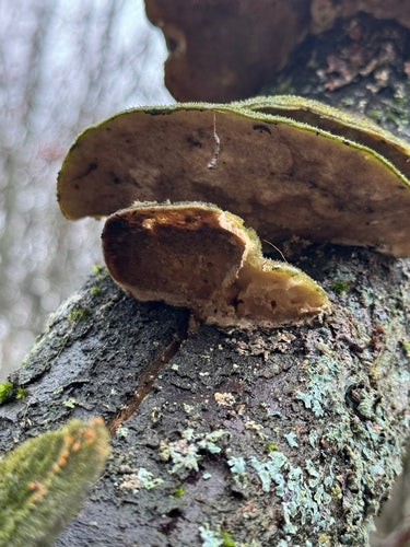 Striegelige Tramete — Bild 2