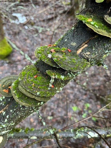 Striegelige Tramete — Bild 5