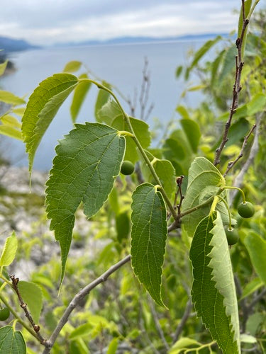 Südlicher Zürgelbaum — Bild 5