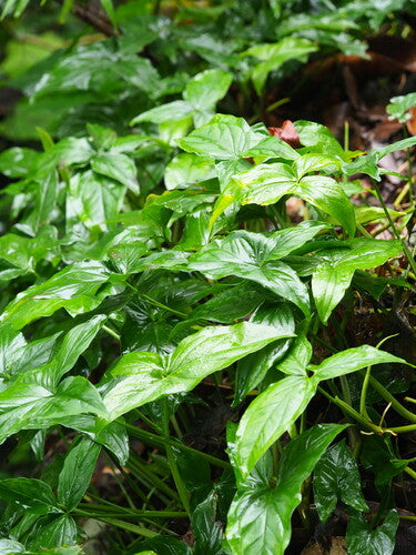 Syngonium — Bild 5