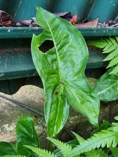 Syngonium — Bild 4