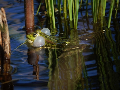 Teichfrosch — Bild 4
