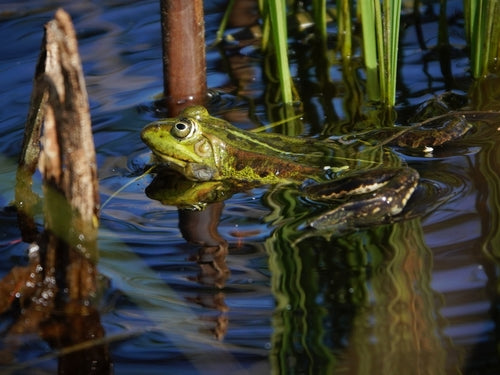 Teichfrosch — Bild 3