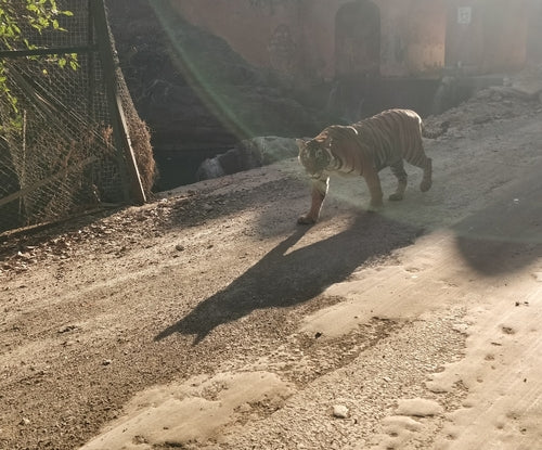 Tiger — Bild 5