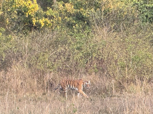 Tiger — Bild 3