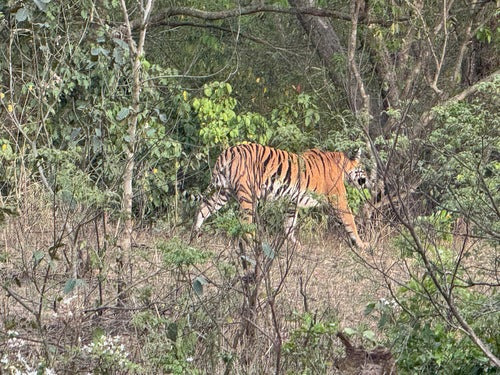 Tiger — Bild 2