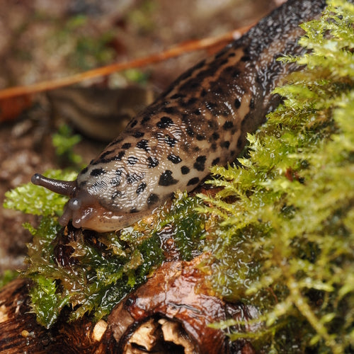 Tigerschnegel Limax Maximus — Bild 1