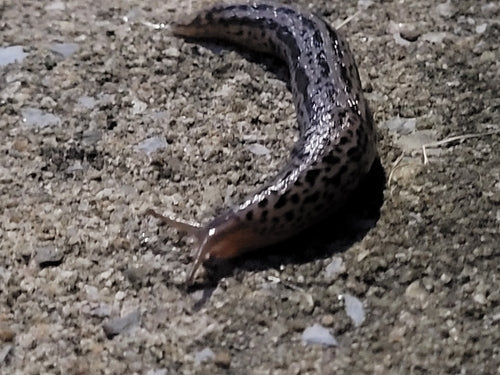 Tigerschnegel Limax Maximus — Bild 5