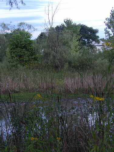 Trauerweide — Bild 4