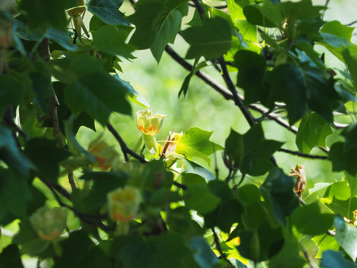 Tulpenbaum — Bild 5