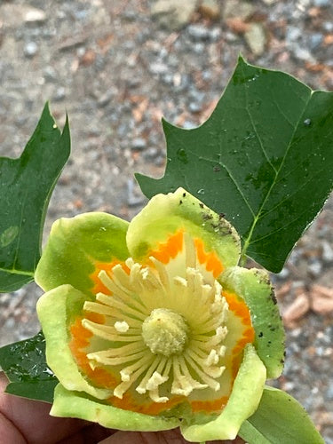 Tulpenbaum — Bild 2
