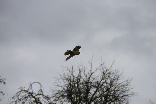 Turmfalke — Bild 4
