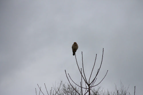 Turmfalke — Bild 3