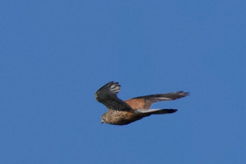Turmfalke — Bild 5