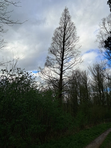Urweltmammutbaum — Bild 3
