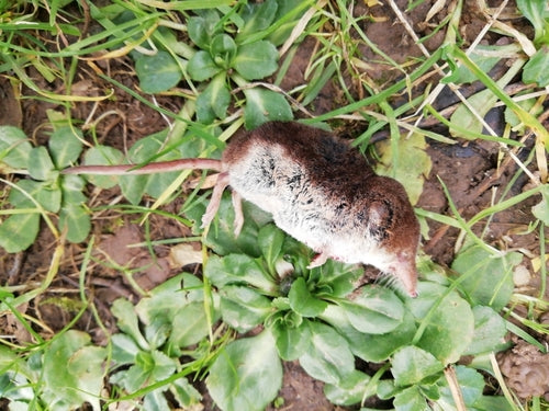 Waldspitzmaus — Bild 5