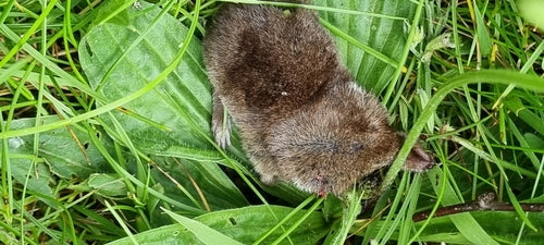 Waldspitzmaus — Bild 2