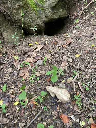 Waschbär — Bild 3 von 52