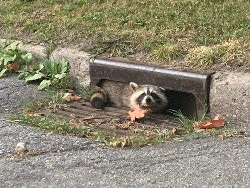 Waschbär — Bild 5