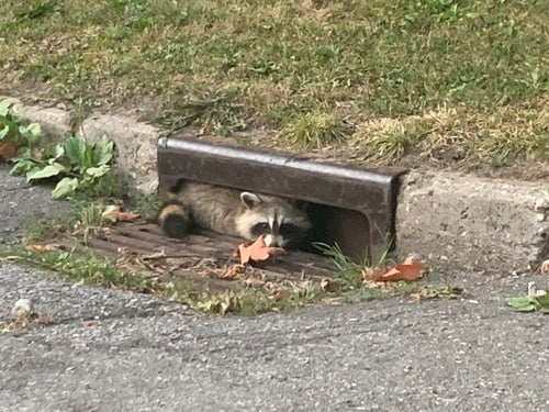 Waschbär — Bild 3