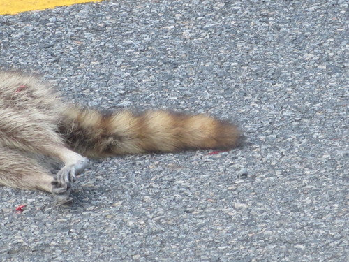 Waschbär — Bild 2
