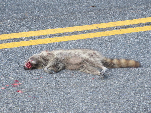 Waschbär — Bild 1