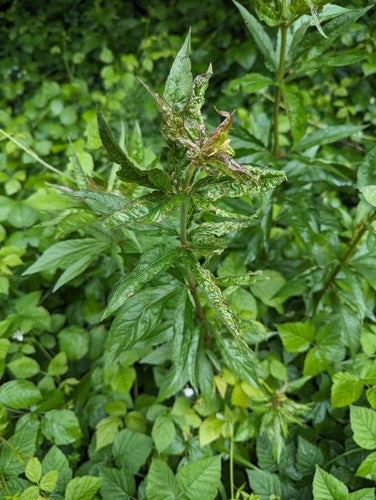 Wasserdost — Bild 4