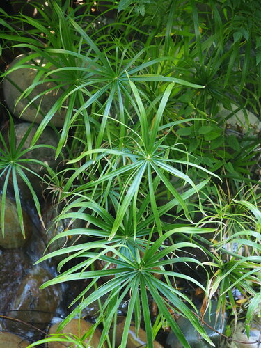 Wechselblättriges Zyperngras — Bild 4