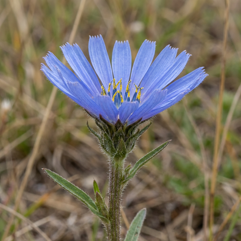 Wegwarte