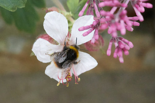 Wiesenhummel — Bild 5