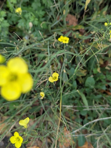 Wilde Rauke — Bild 5