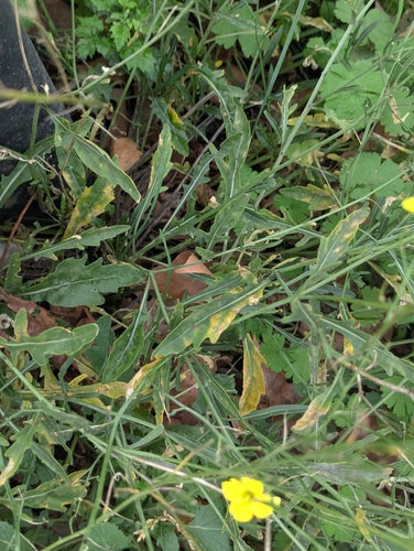 Wilde Rauke — Bild 4