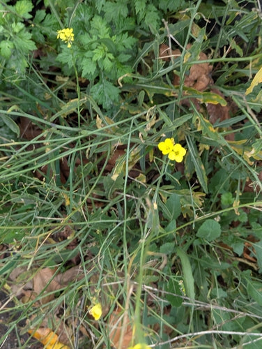 Wilde Rauke — Bild 3