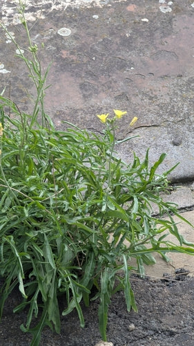 Wilde Rauke — Bild 2