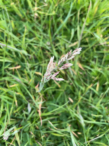 Wolliges Honiggras — Bild 5
