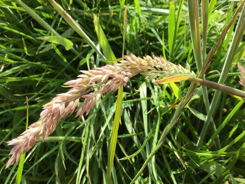 Wolliges Honiggras — Bild 2