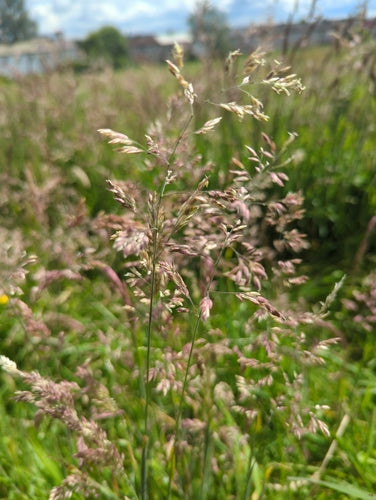 Wolliges Honiggras — Bild 3