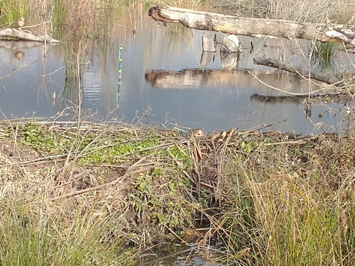 Wühlmäuse — Bild 5