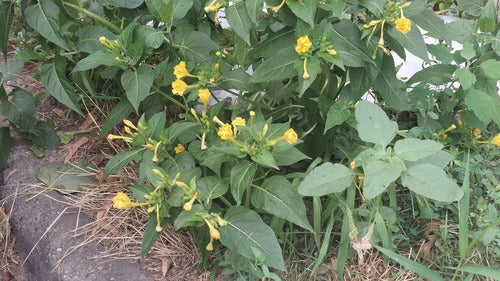 Wunderblume — Bild 4