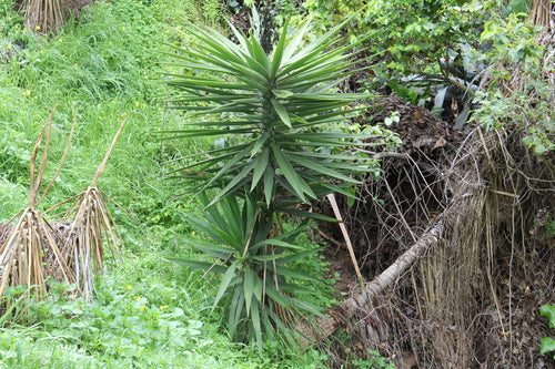 Yucca Palme — Bild 4