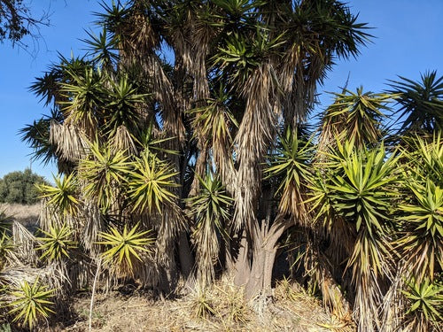 Yucca Palme — Bild 5