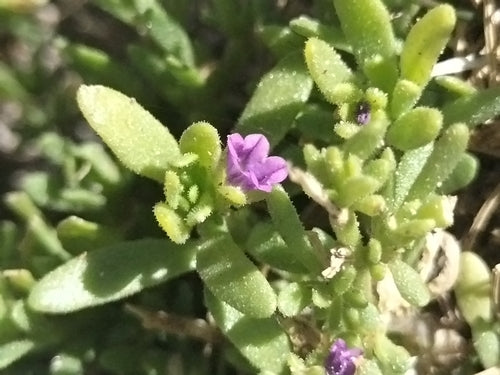 Zauberglöckchen — Bild 2